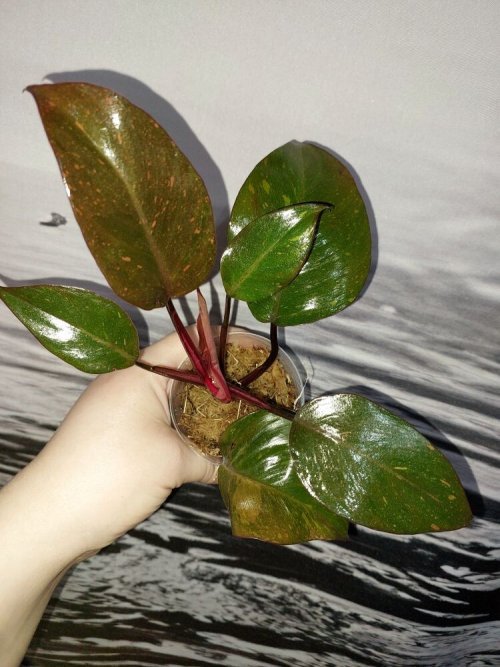 Philodendron Orange Princess