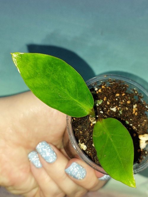 Zamioculcas Green on Green