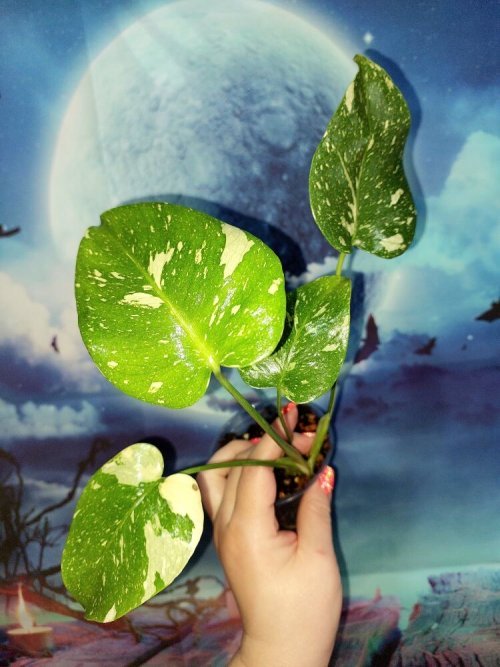 Monstera Thai Constellation