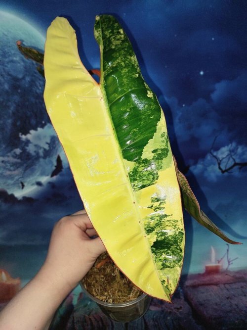 Philodendron Billietiae Variegated