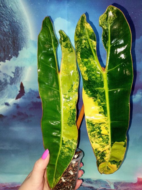 Philodendron Billietiae Variegated