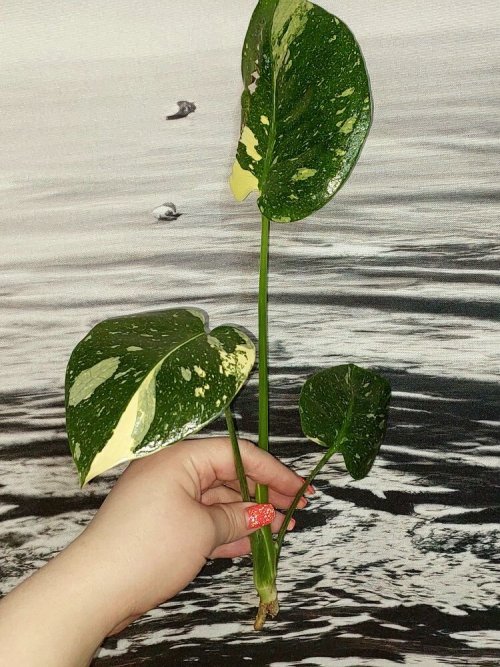 Monstera Thai Constellation