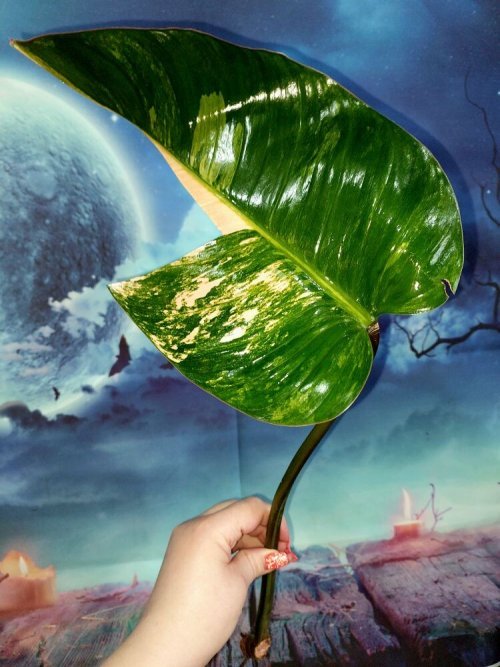 Philodendron Congo Red Yellow Variegated