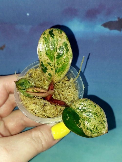 Филодендрон Congo red dwarf mint variegated