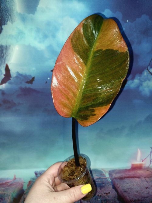 Philodendron Black Cardinal Variegated