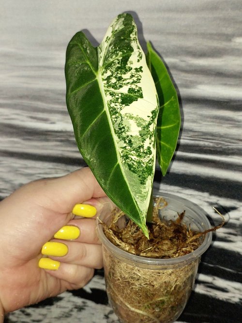 Alocasia Frydek variegated