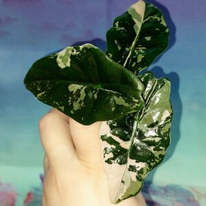 Alocasia Chantrieri variegated