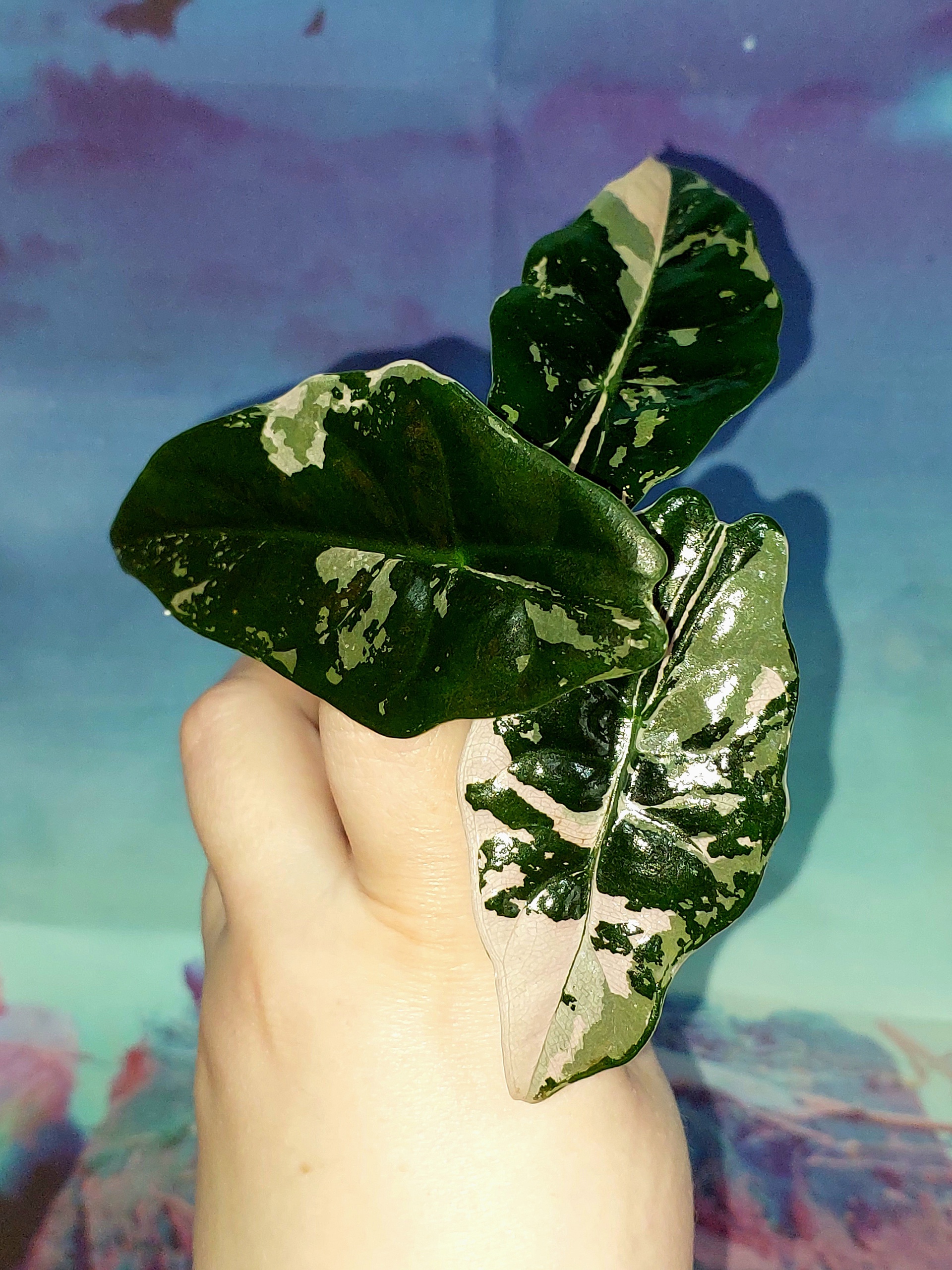 Alocasia Chantrieri variegated