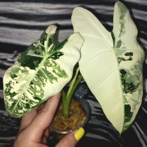 Alocasia Frydek variegated