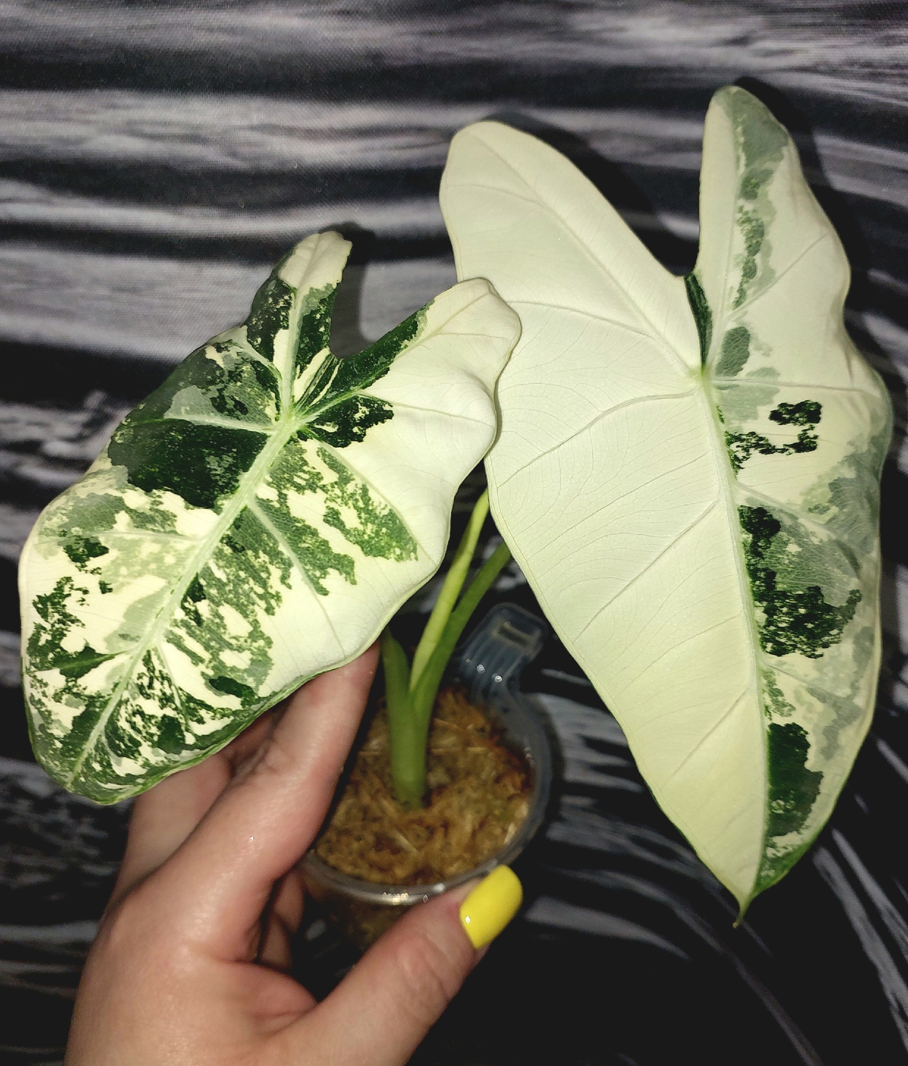 Alocasia Frydek variegated