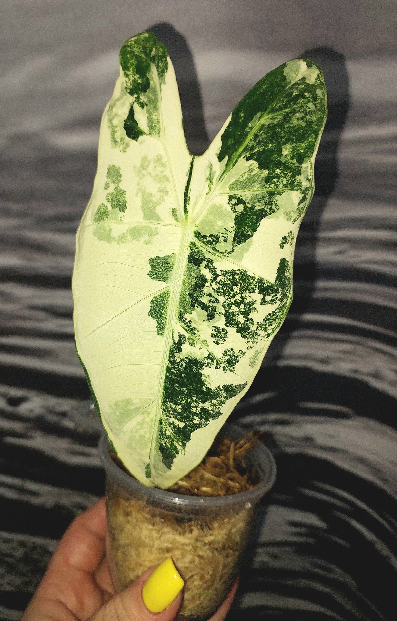 Alocasia Frydek variegated