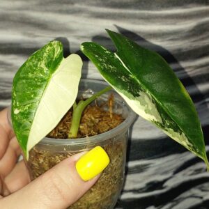 Alocasia Frydek variegated