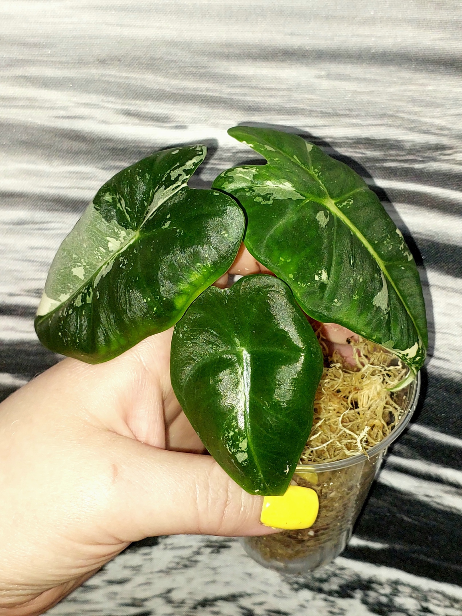 Alocasia Frydek variegated