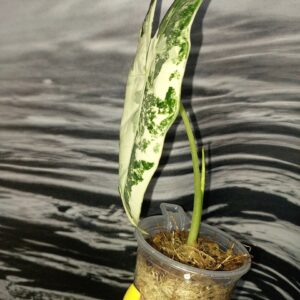 Alocasia Frydek variegated