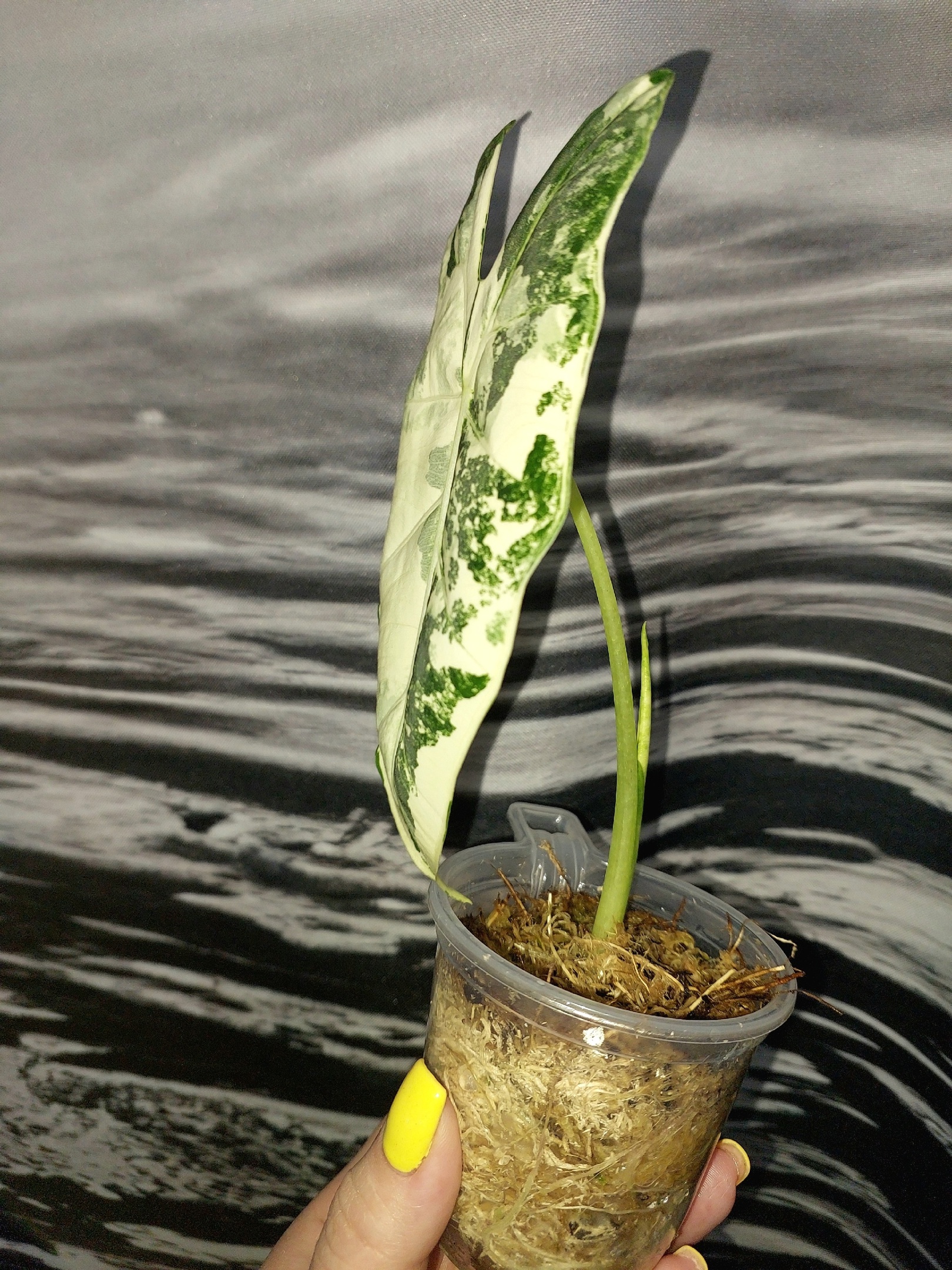 Alocasia Frydek variegated