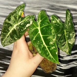Alocasia Frydek variegated