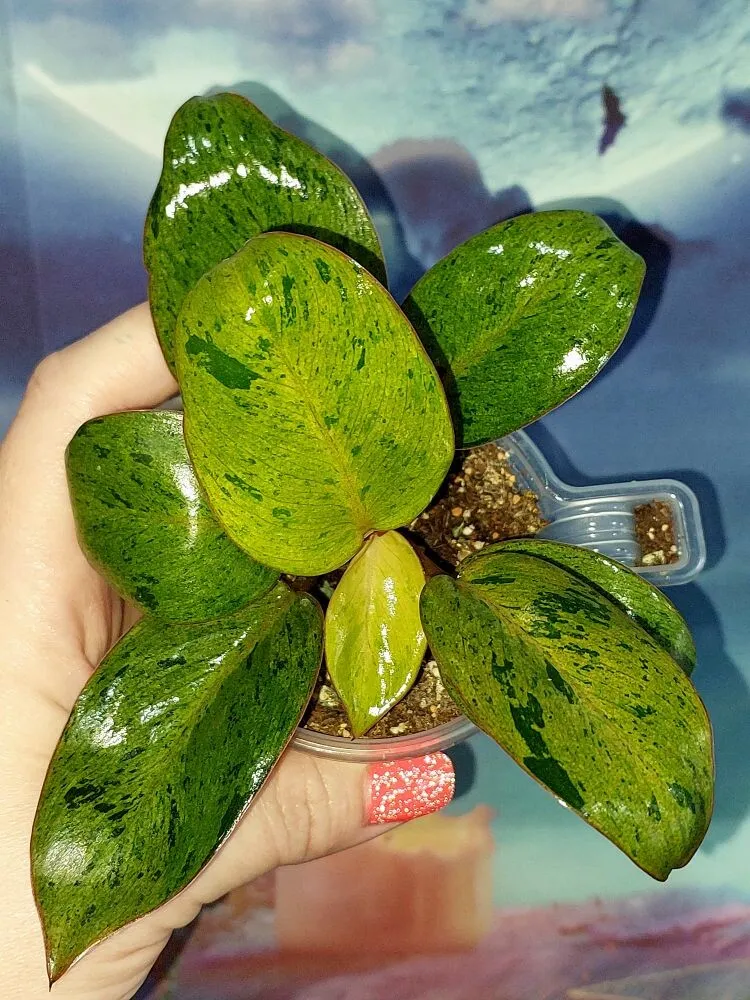 Philodendron Congo Red Dwarf Mint Variegated