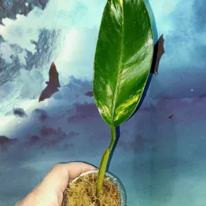 Philodendron Lingulatum Variegated