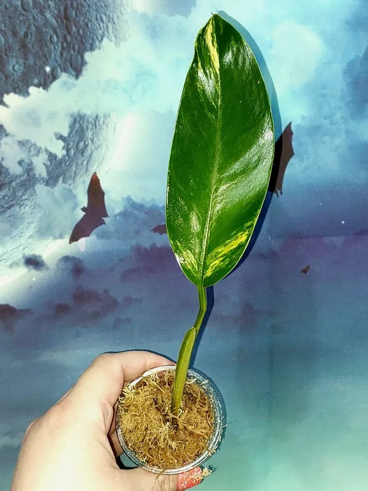Philodendron Lingulatum Variegated