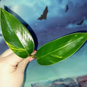 Philodendron Lingulatum Variegated
