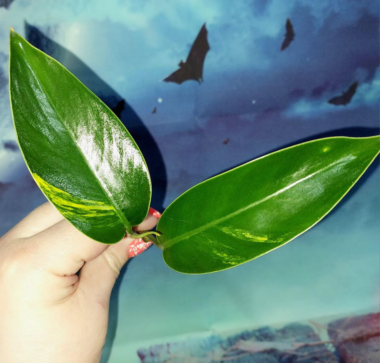 Philodendron Lingulatum Variegated