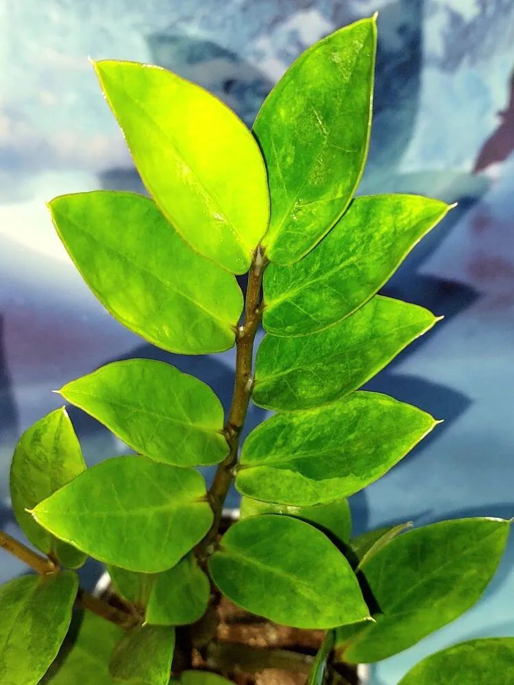 Zamioculcas green on green