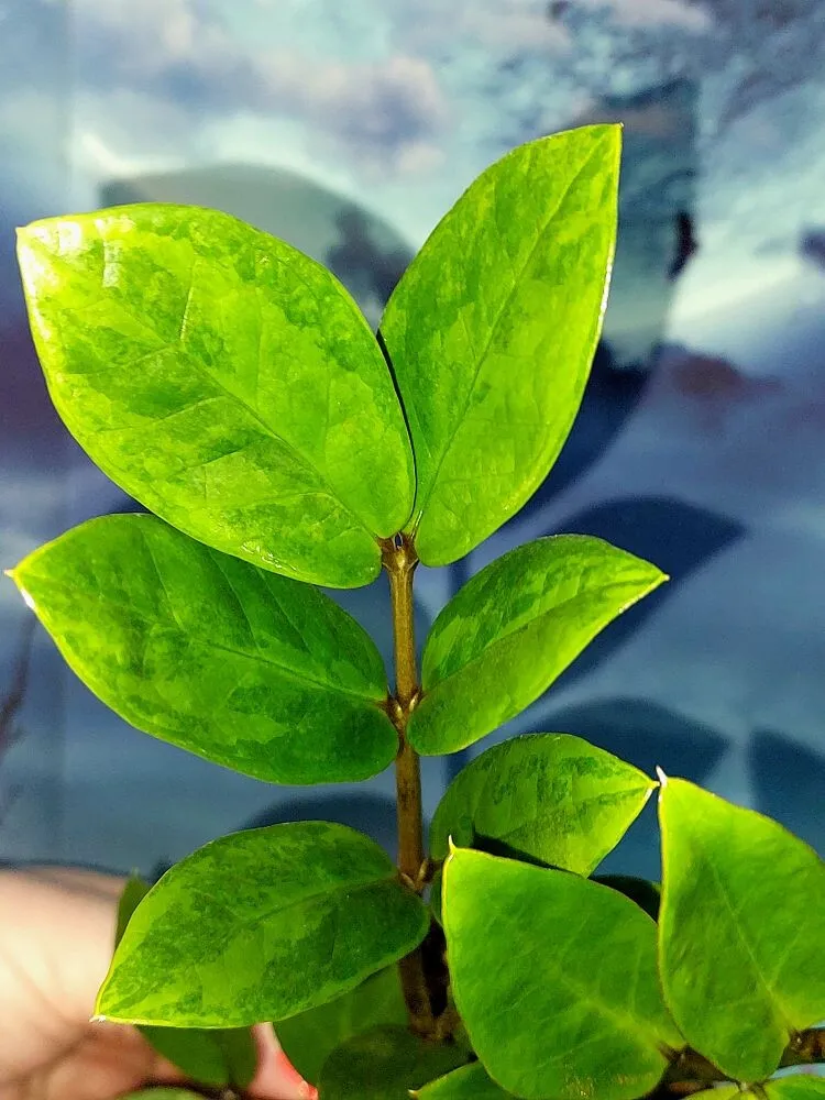 Zamioculcas green on green
