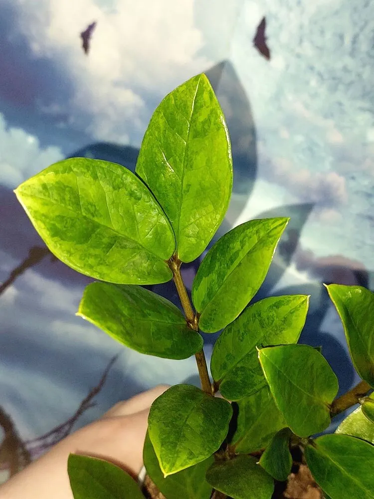 Zamioculcas green on green