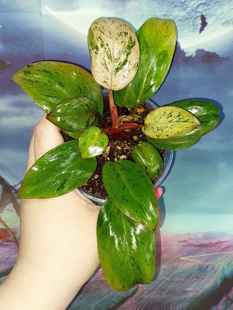 Philodendron Congo Red Dwarf Mint Variegated