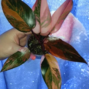 Philodendron Princess of Fire