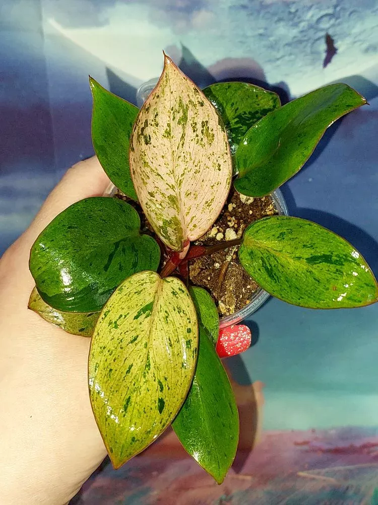 Philodendron Congo Red Dwarf Mint Variegated