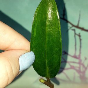 Zamioculcas Green on Green