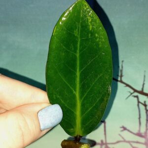 Zamioculcas Green on Green