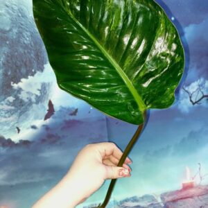 Philodendron Congo Red Yellow Variegated