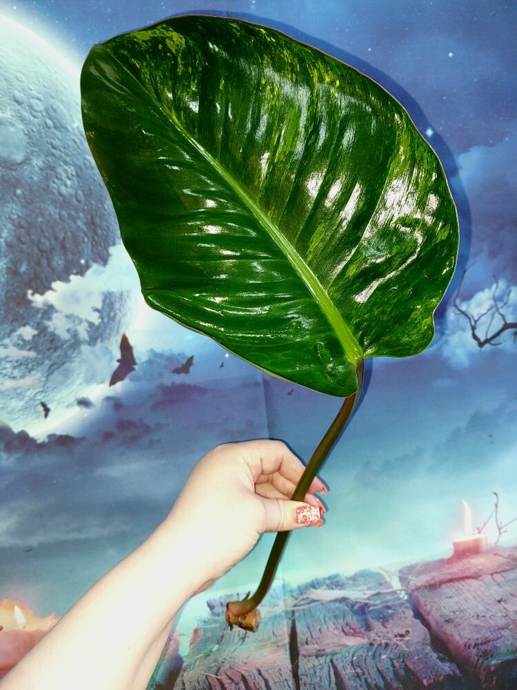 Philodendron Congo Red Yellow Variegated