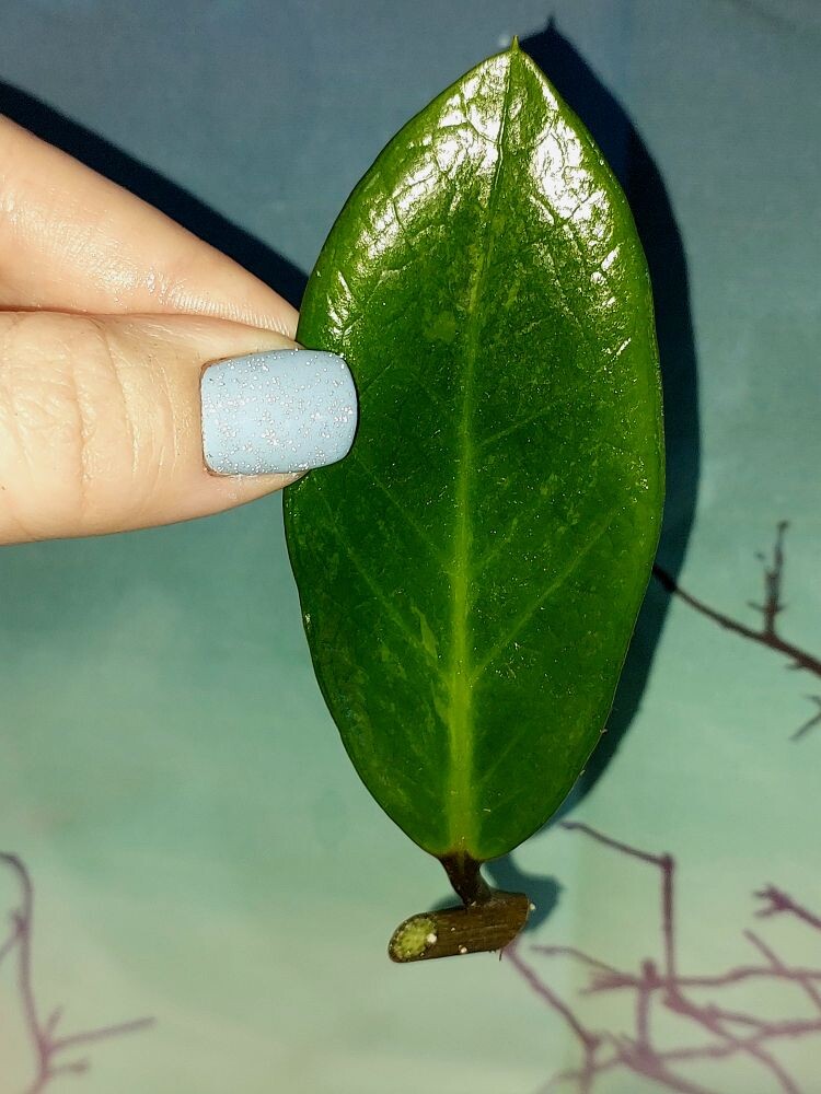 Zamioculcas Green on Green