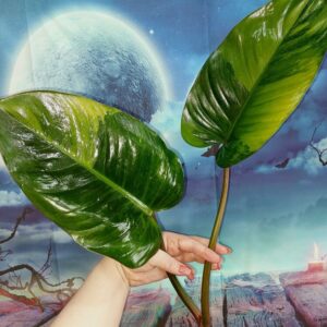 Philodendron Congo Red Yellow Variegated