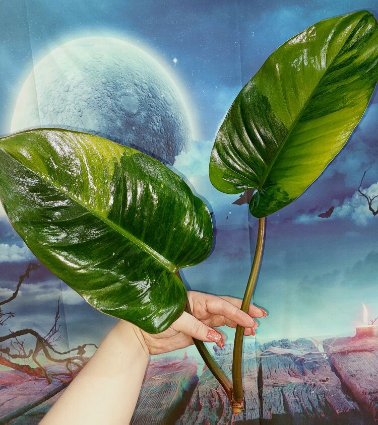 Philodendron Congo Red Yellow Variegated