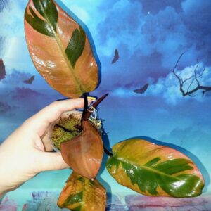 Philodendron Black Cardinal Variegated