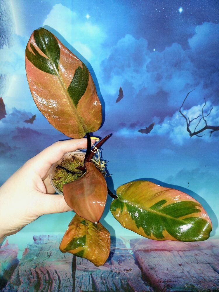 Philodendron Black Cardinal Variegated