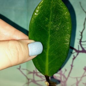 Zamioculcas Green on Green