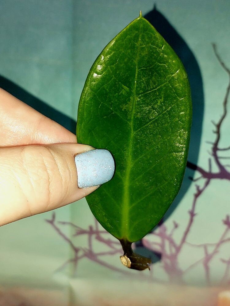 Zamioculcas Green on Green
