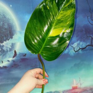 Philodendron Congo Red Yellow Variegated