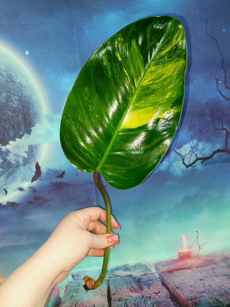 Philodendron Congo Red Yellow Variegated
