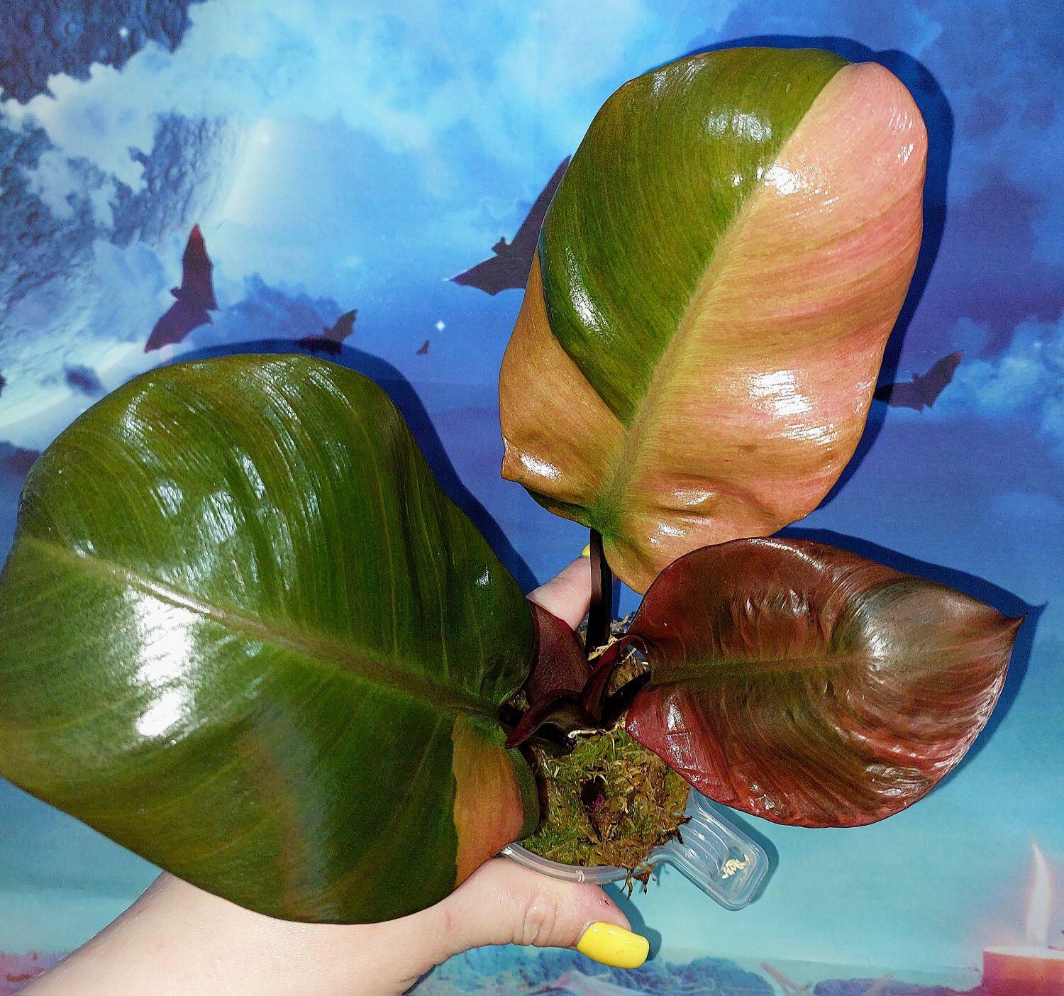 Philodendron Black Cardinal Variegated