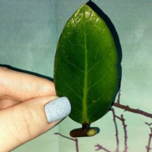Zamioculcas Green on Green