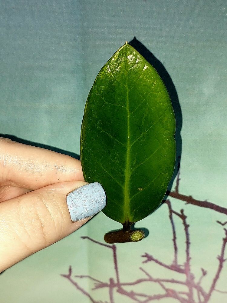 Zamioculcas Green on Green