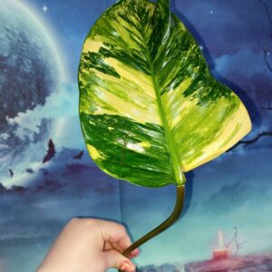 Philodendron Congo Red Yellow Variegated