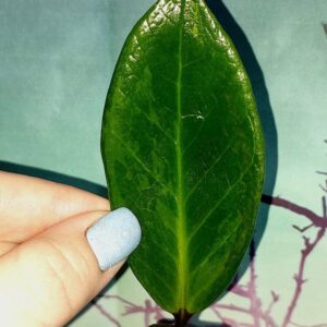 Zamioculcas Green on Green