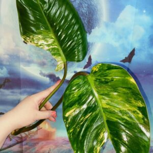 Philodendron Congo Red Yellow Variegated